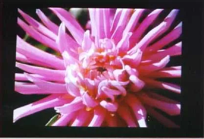 A full-color laser-projected image of a dahlia.