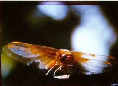 A full-color laser-projected image of a dragonfly — showing the photographic quality Paul's laser video could reach.
