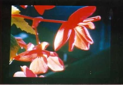A full-color laser-projected floral image.